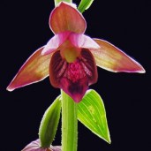 Epipactis royleana